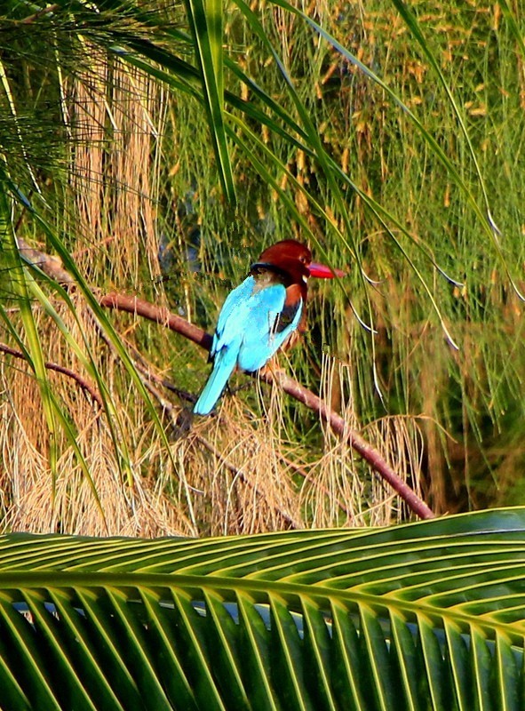1072【不老松：二游海南纪实】临高长島兰湾的 鸟!