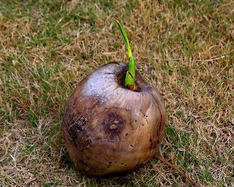 1073【不老松：二游海南纪实】临高长島兰湾特写： 顽强的生命！