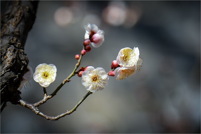 2026年第0200贴 - 北京明城墙梅花开（0317）