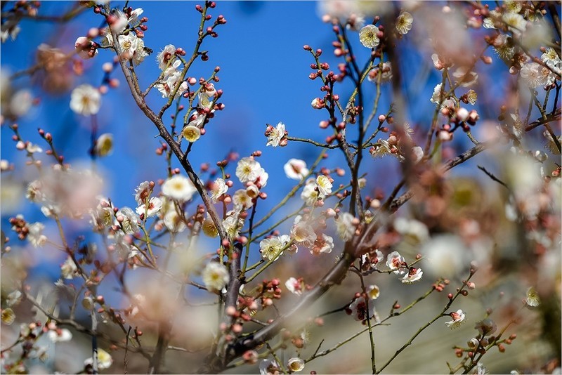 2026年第0200贴 - 北京明城墙梅花开（0317）