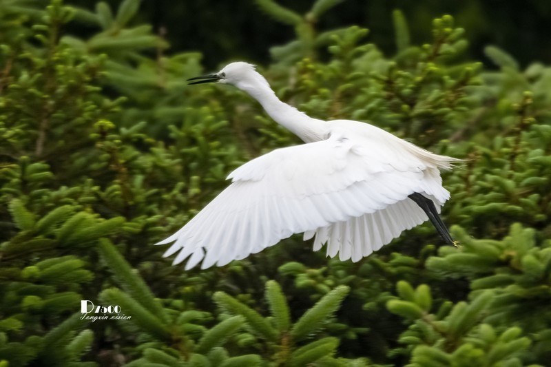 鹜岛里的白鹭（100）