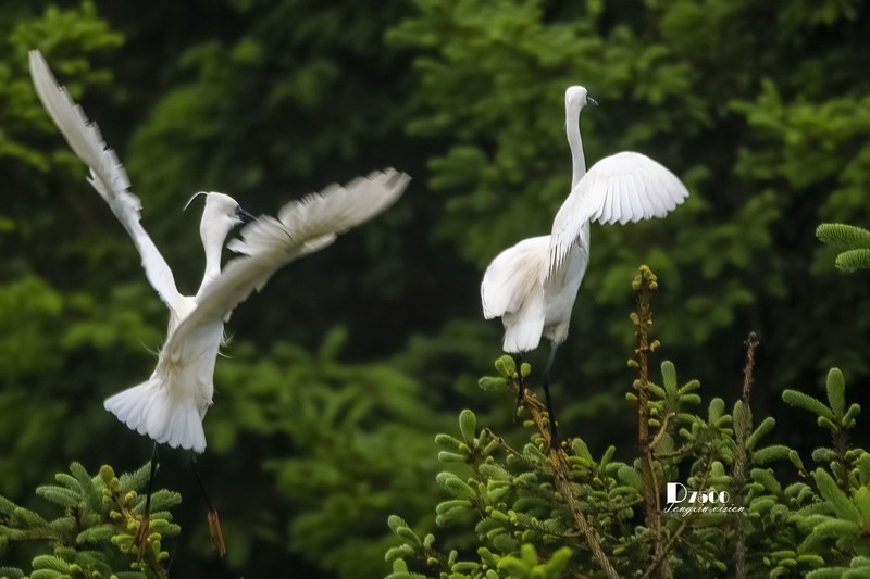 鹜岛里的白鹭（100）