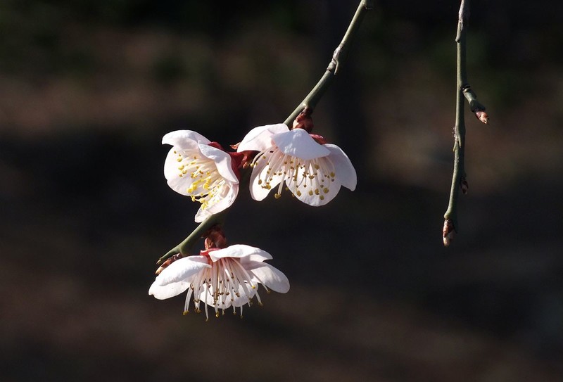 2026马年梅花掠影