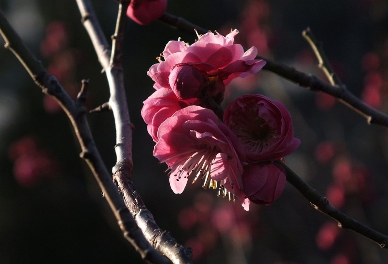 2026马年梅花掠影
