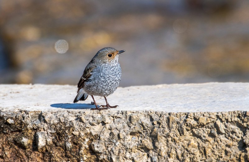 红尾水鸲（十八）