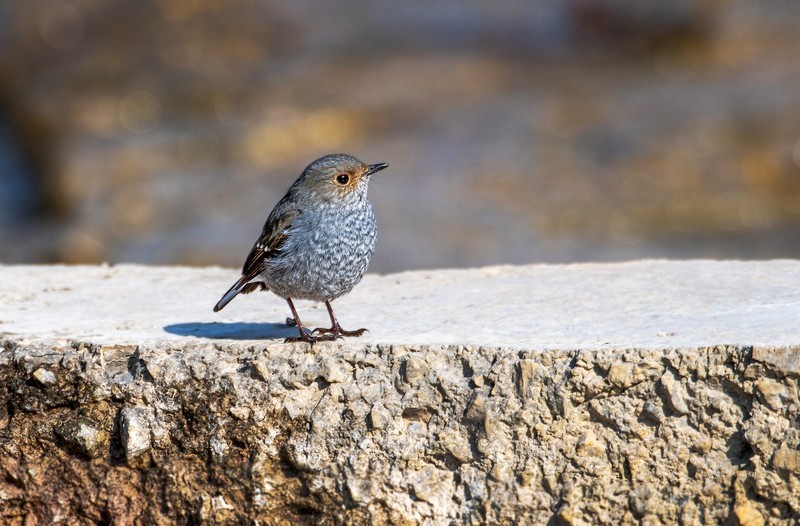 红尾水鸲（十八）