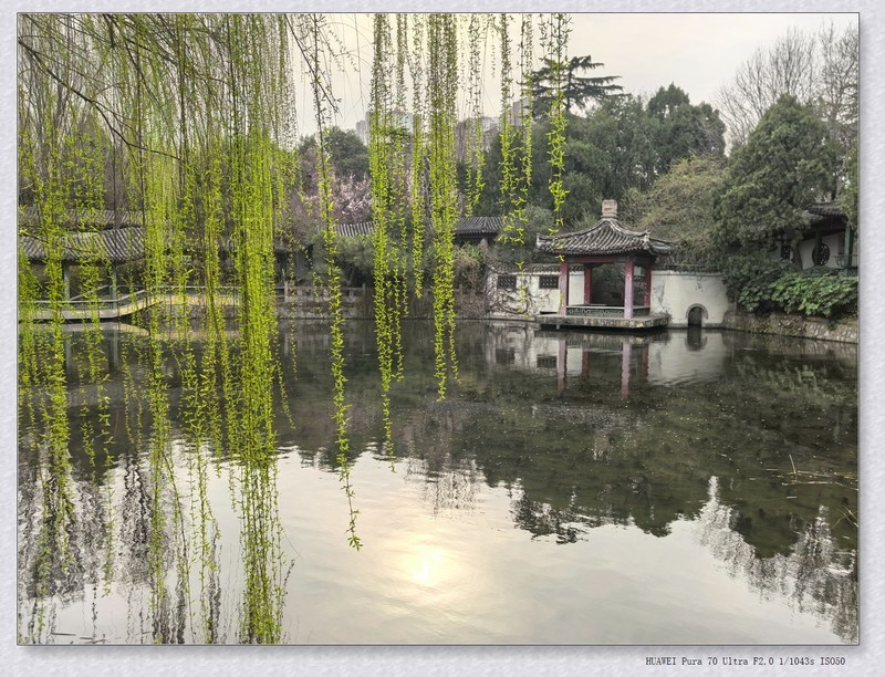 杨柳春风【丙午年-030】