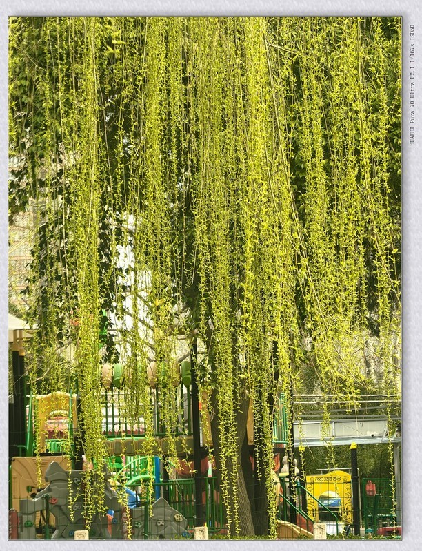 杨柳春风【丙午年-030】