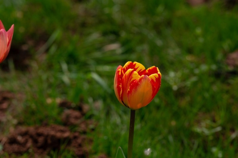 植物园拍郁金香 6