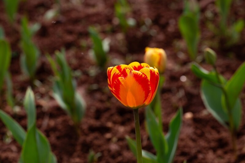 植物园拍郁金香 6