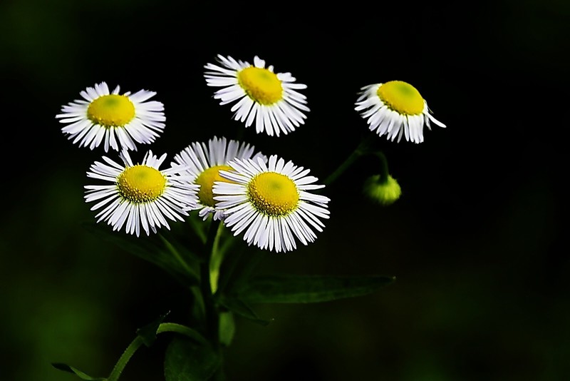 随拍洋甘菊