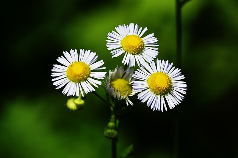 随拍洋甘菊