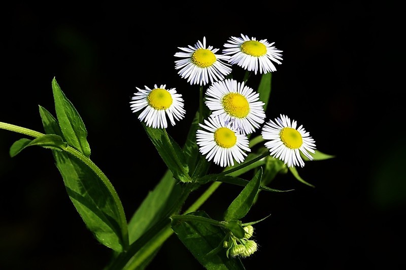 随拍洋甘菊