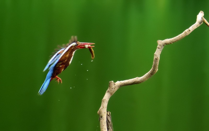 [26086] 麓湖的大翠