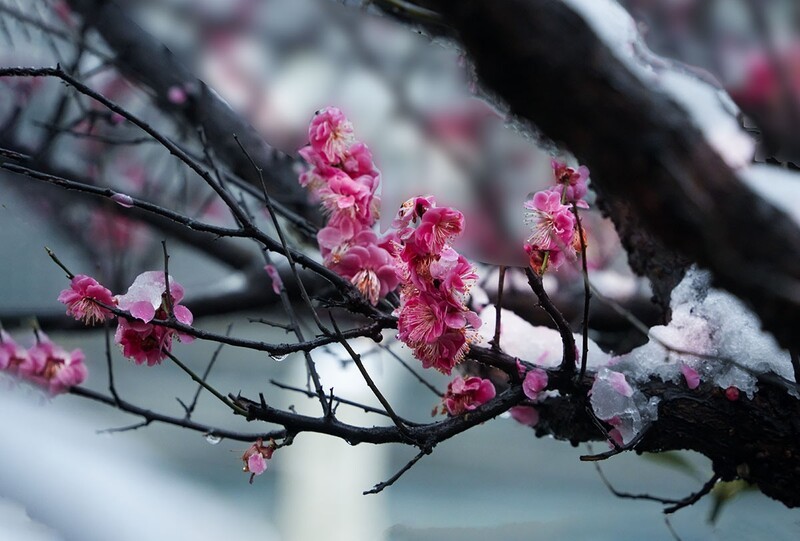 红梅傲雪（14）