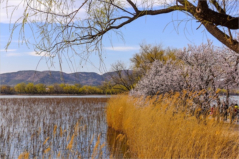 2026年第0204贴 - 颐和园西堤风光（0318）