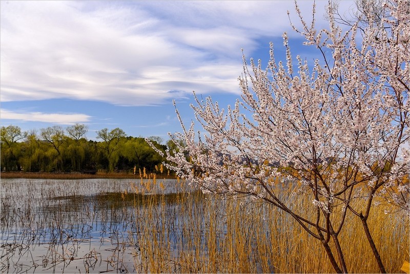 2026年第0203贴 - 颐和园西堤风光（0318）