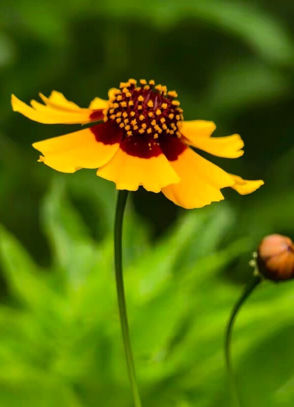 金鸡菊