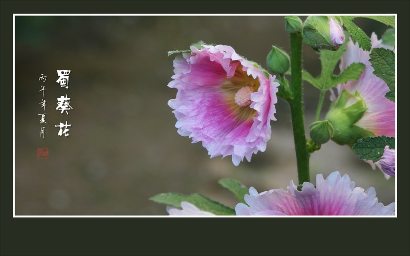 节节高升的蜀葵花