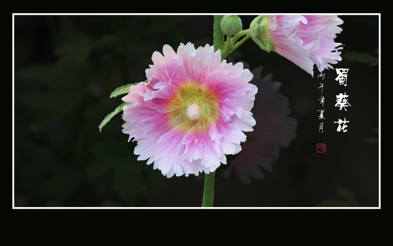 节节高升的蜀葵花