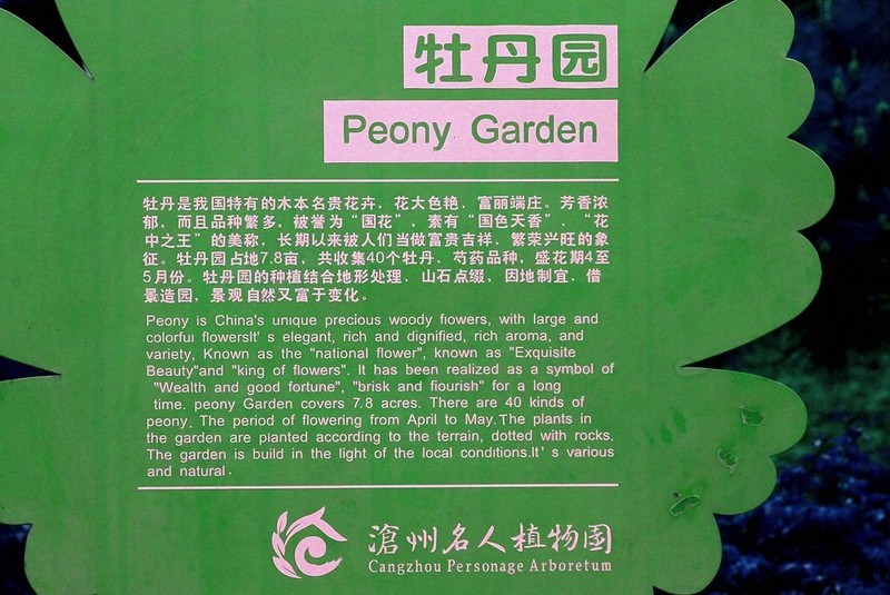 2045【不老松：纪实摄影】牡丹与芍药花！ (1)