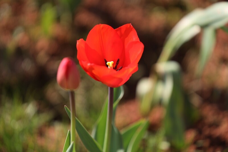 省森林植物园郁金香--2