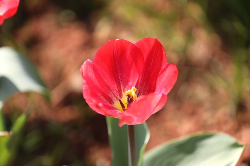 省森林植物园郁金香--2