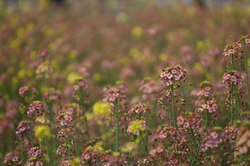 农大多彩油菜花试验田--4