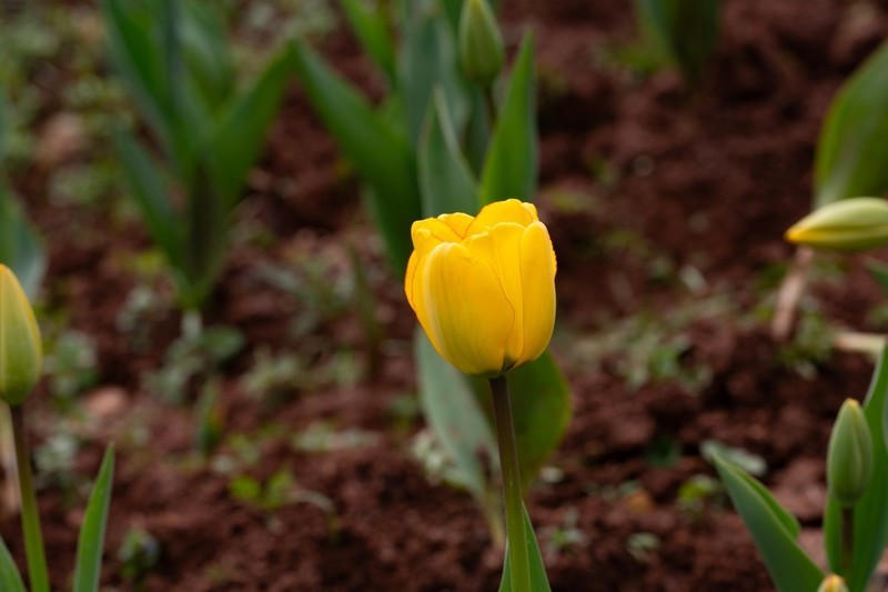植物园拍郁金香 7