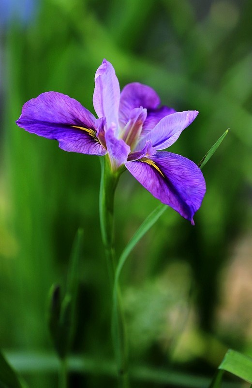 鸢尾花