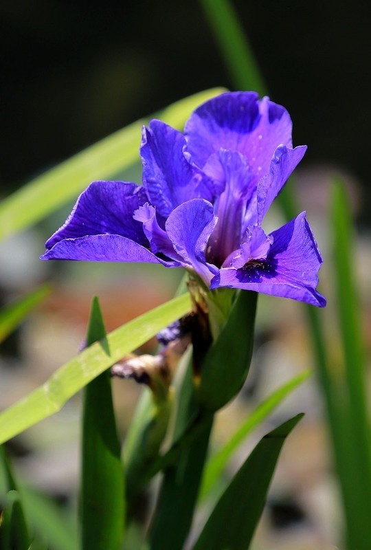 鸢尾花