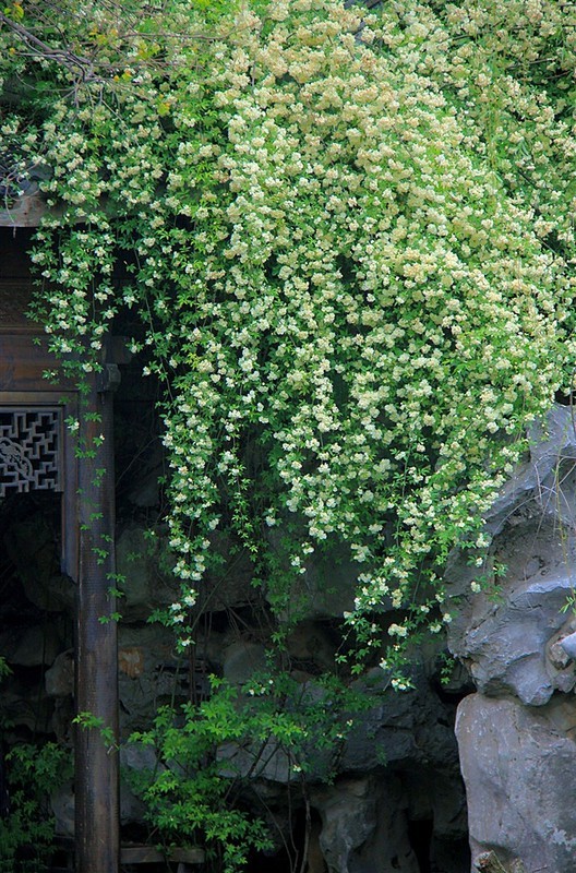 木香花