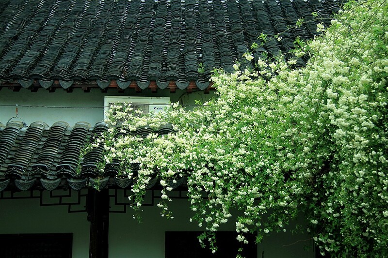 木香花