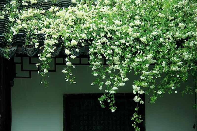 木香花