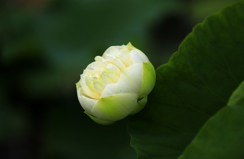 白荷花(2)