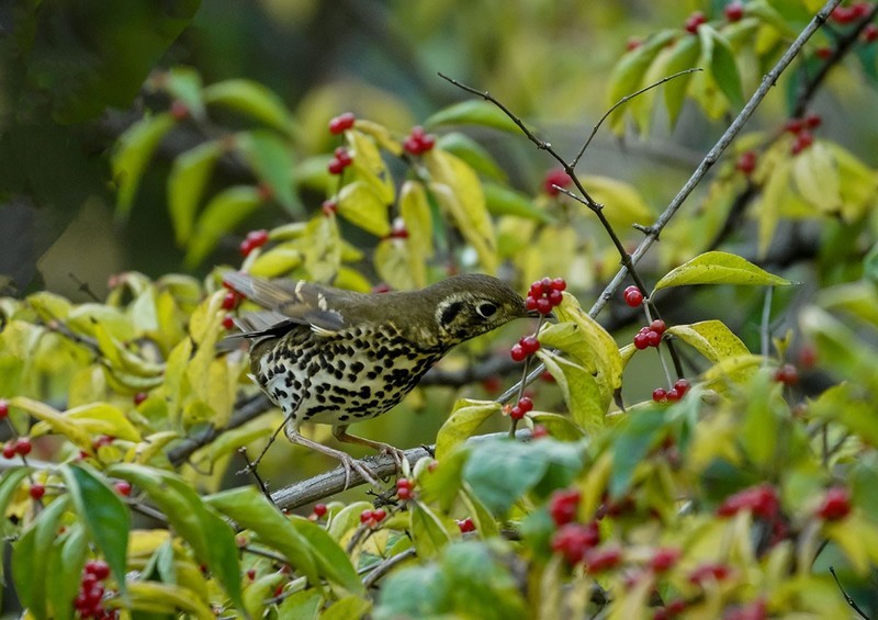 宝兴歌鸫（14）