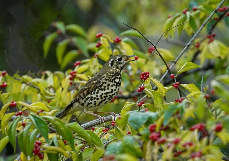 宝兴歌鸫（14）