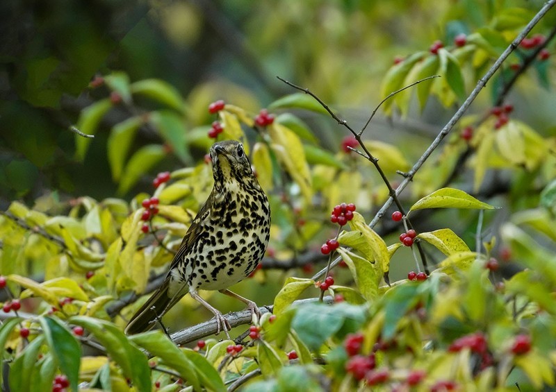 宝兴歌鸫（14）