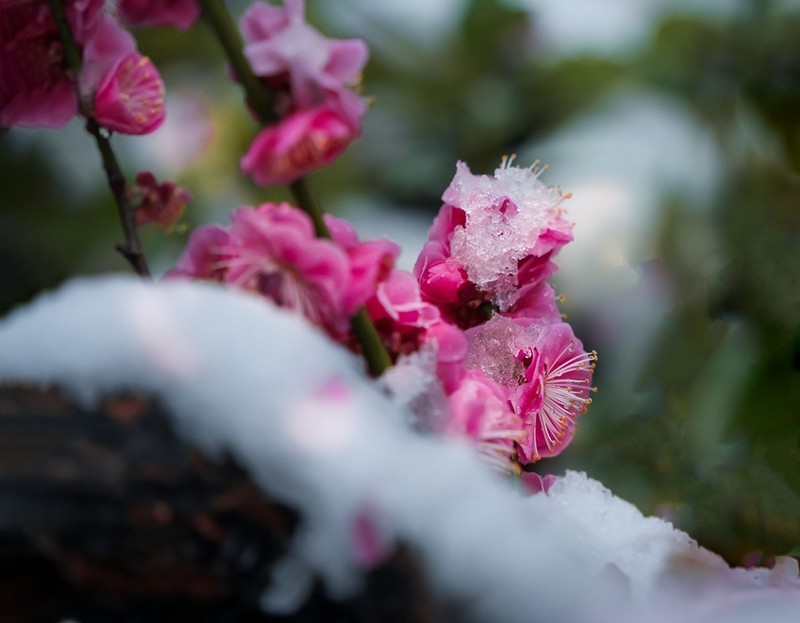红梅傲雪（15）