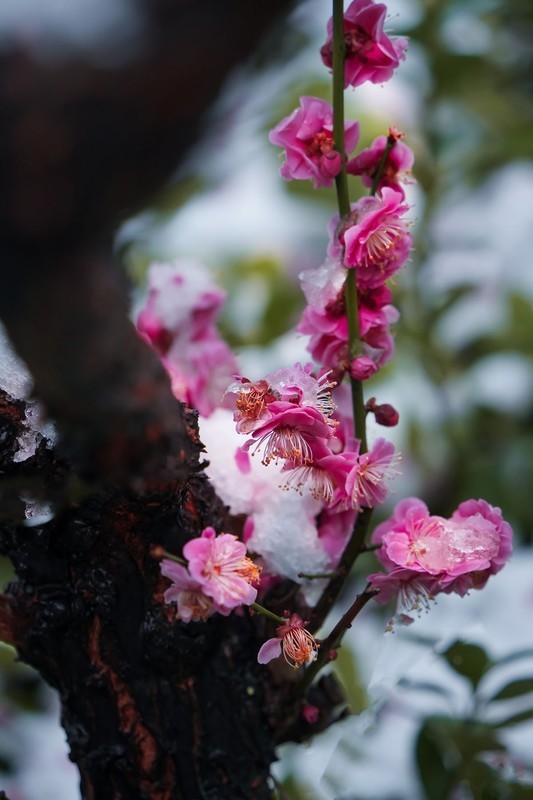 红梅傲雪（15）