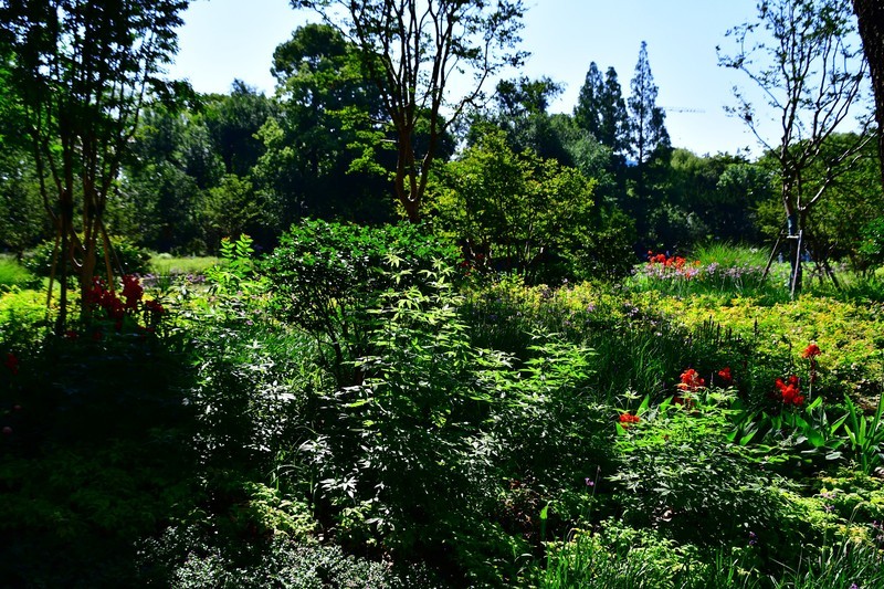 夏日里的杨浦公园小景