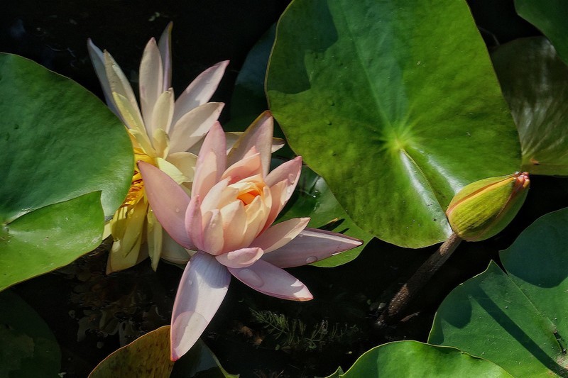 植物园睡莲