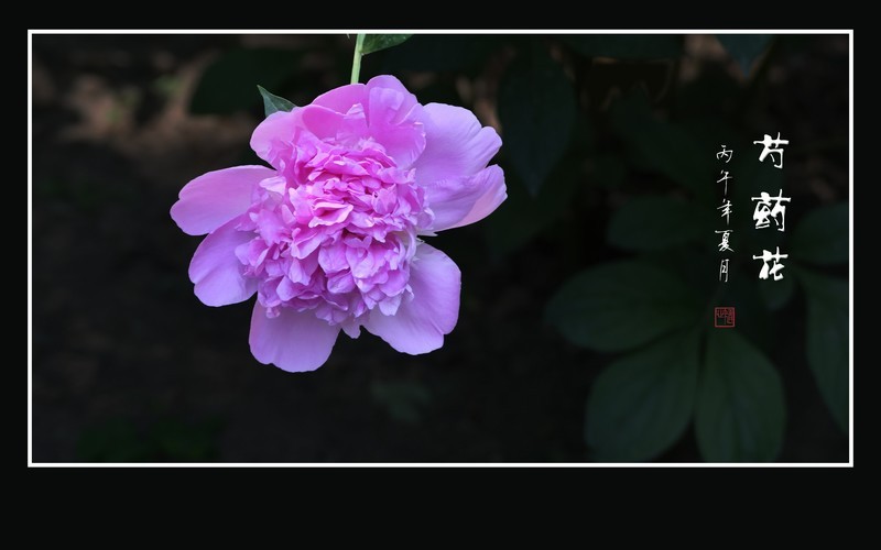 华丽鲜艳的芍药花