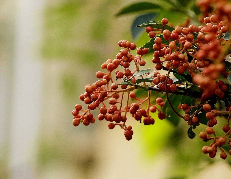 2050【不老松：纪实摄影】院中花果：已成熟的花椒！ (4)