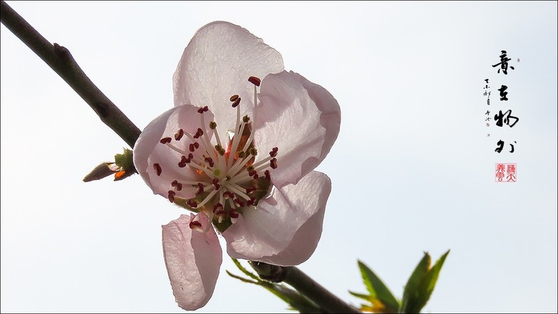 桃花沐春光