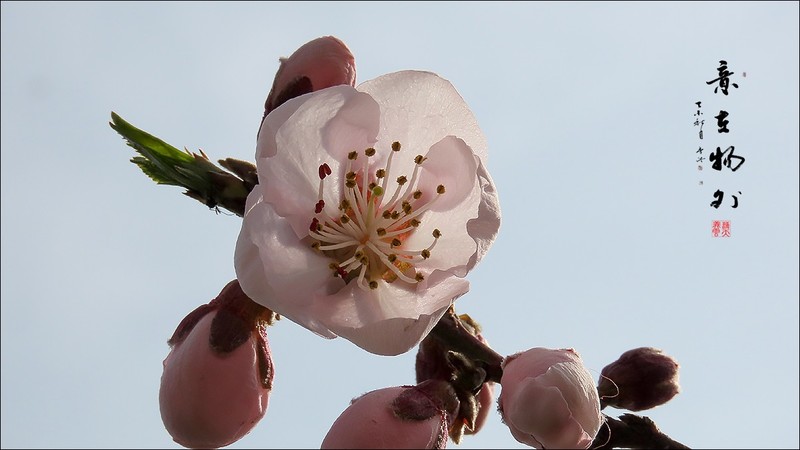 桃花沐春光
