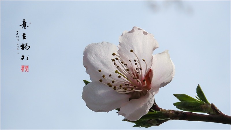 桃花沐春光
