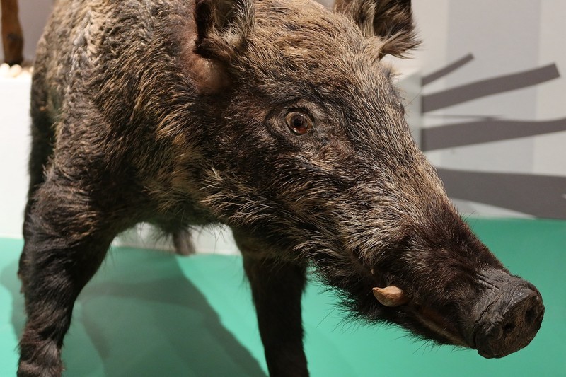 万林艺术馆动物标本（二）