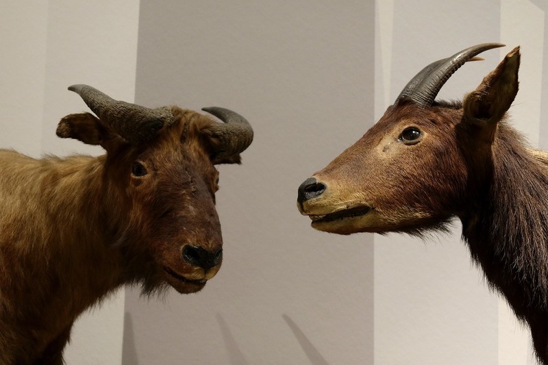 万林艺术馆动物标本（二）