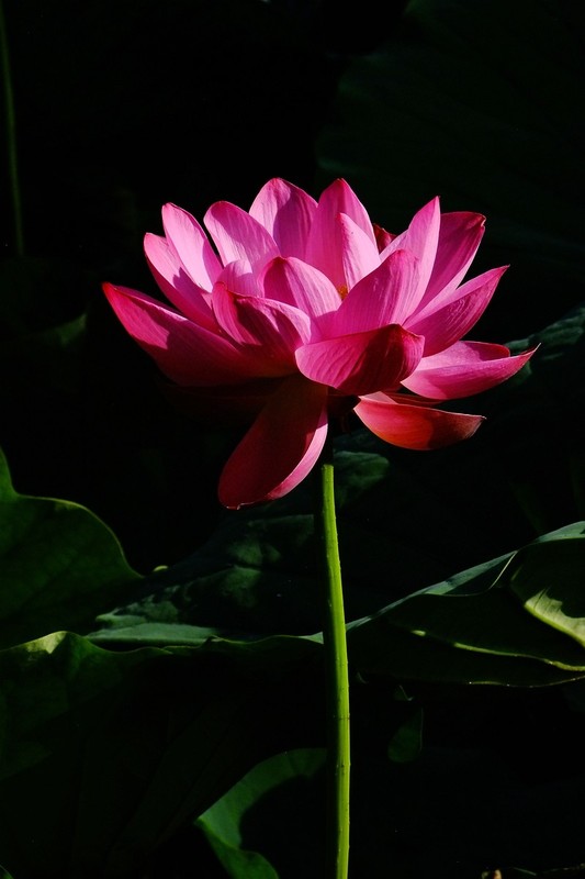 荷花 2026 — 3